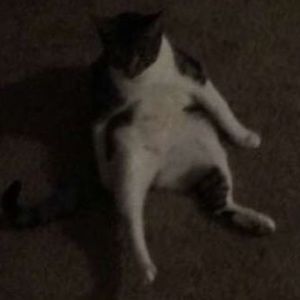 Meet your Posher, Cameron